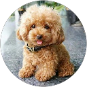 Silvia Cabrera C. profile picture